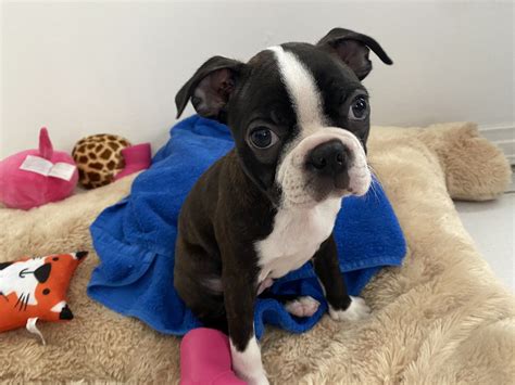 French Bulldog; Maltese Puppies. . Boston terrier puppies for sale in florida